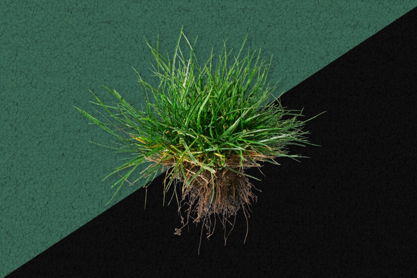 A chunk of grass with roots