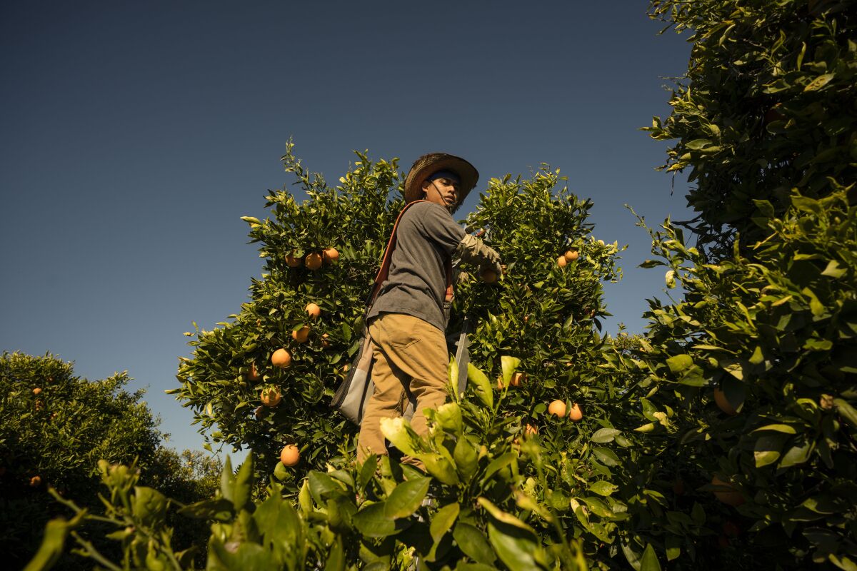 A farmworker picks oranges in a field.