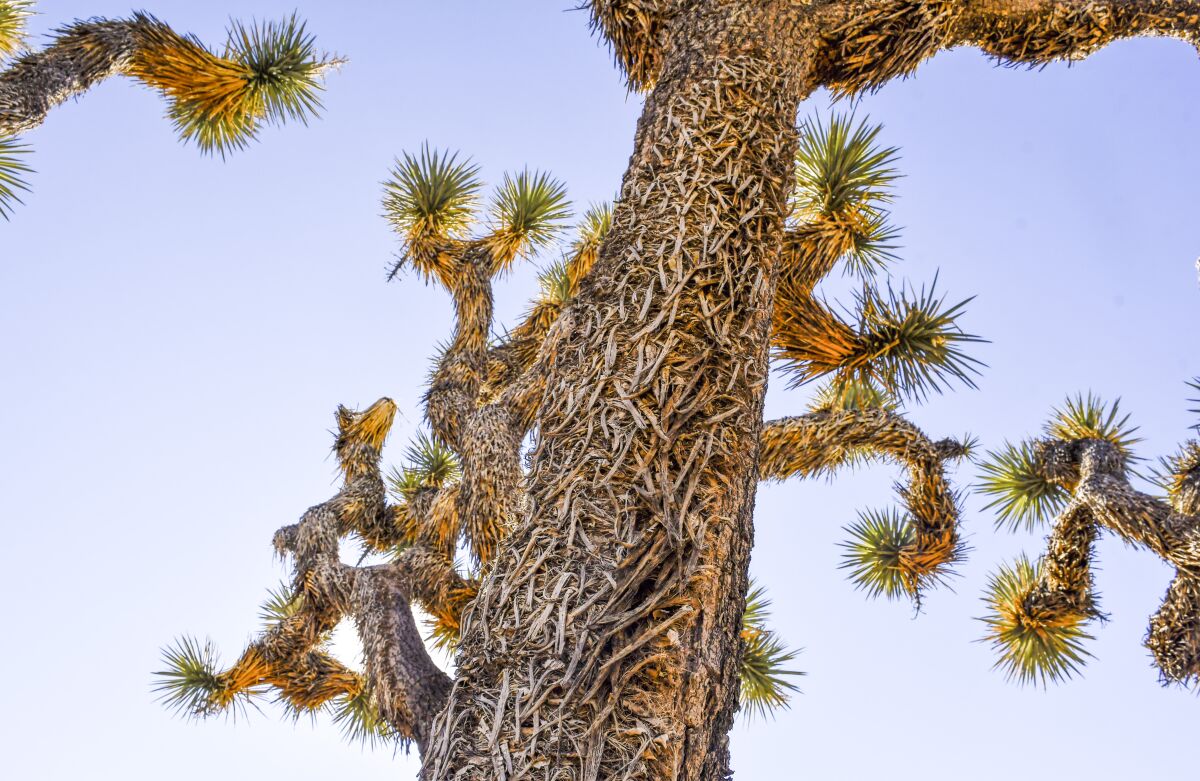 A Joshua tree