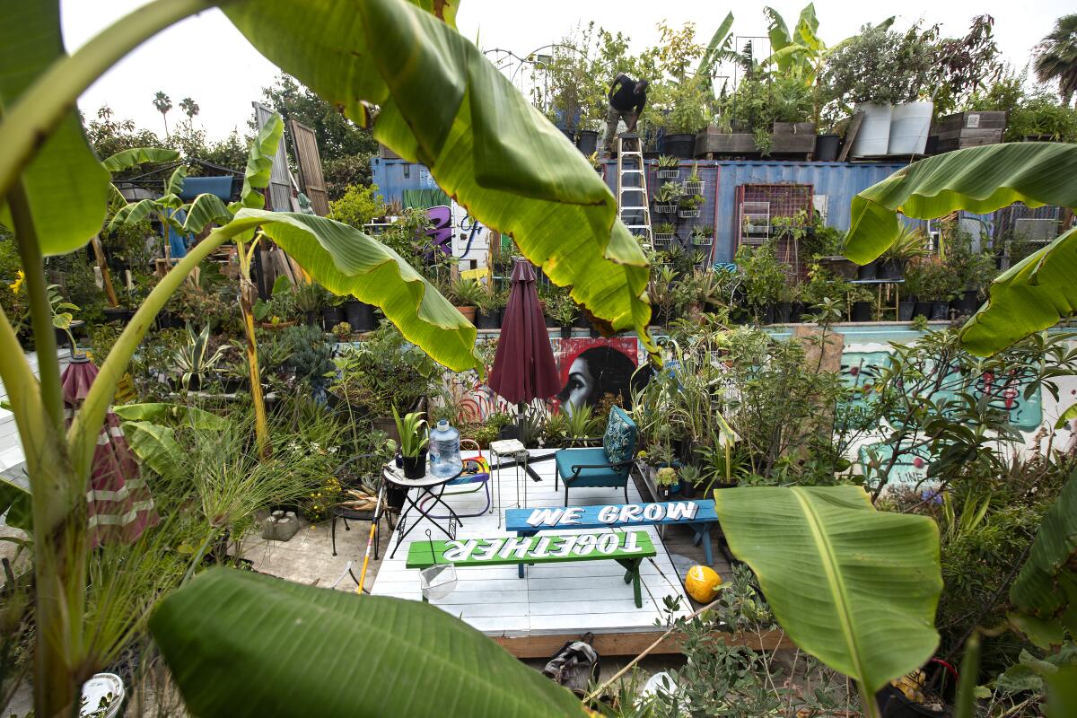 Ron Finley tends the edible garden he created on top of a recycled shipping container in his lush backyard.