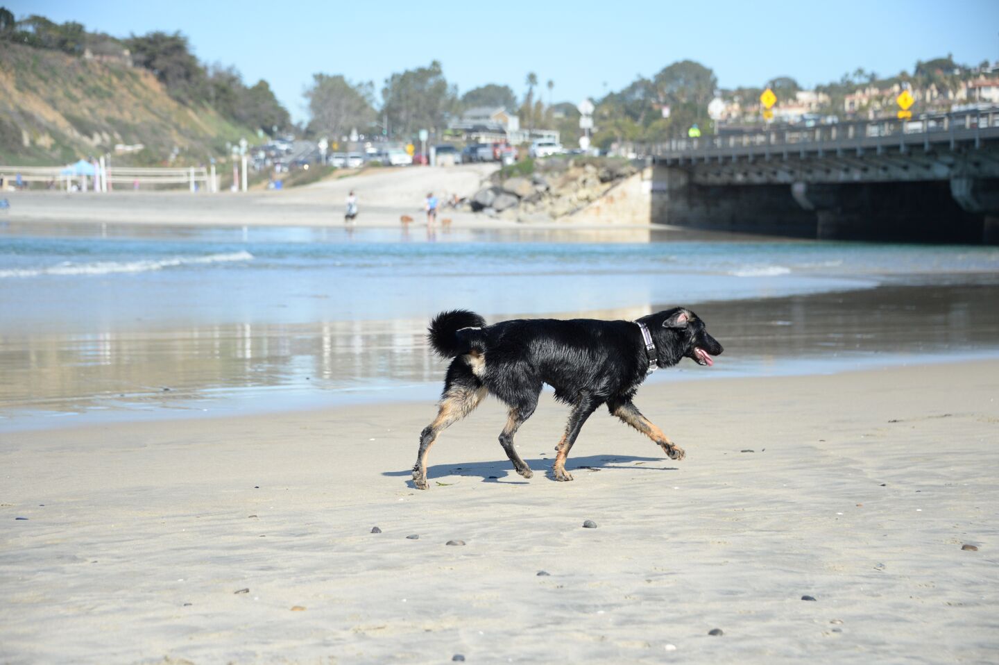 A dog runs along the shore of Del Mar Dog Beach's south end, which offers a direct view of the north side.