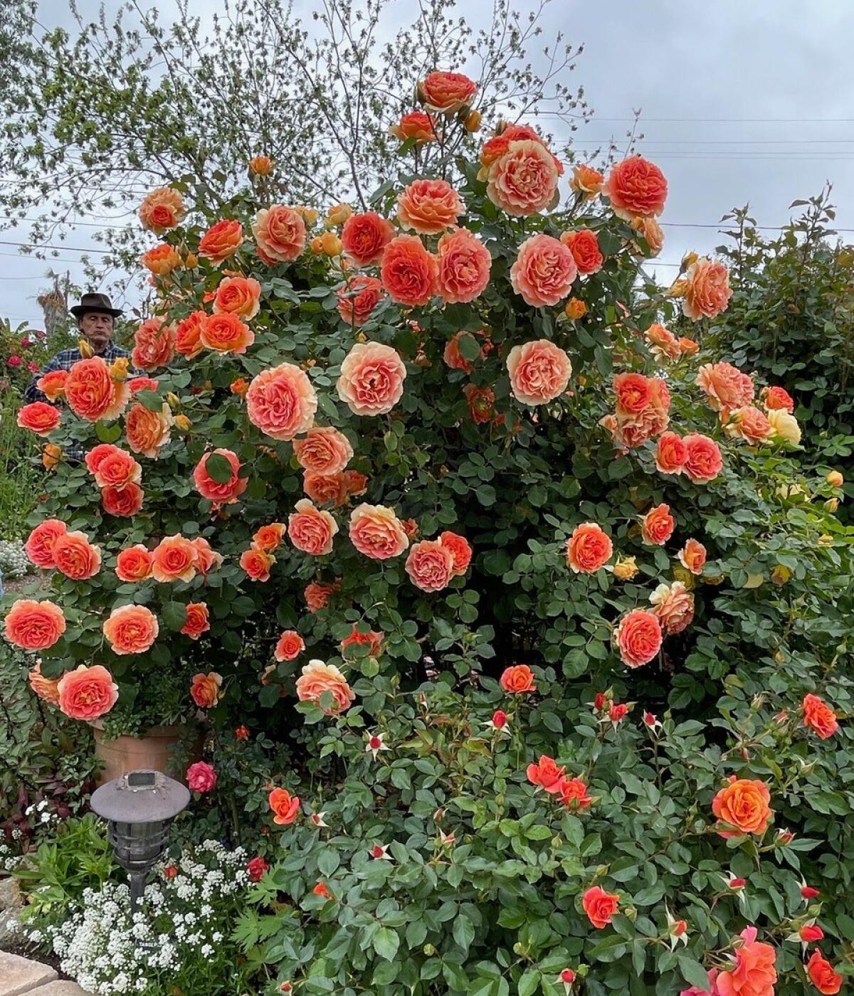 150 Roses in Modesto, CA
