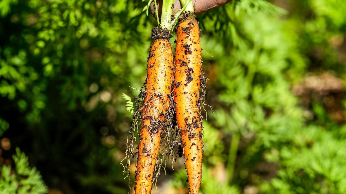 Carrots. (Ricardo DeAratanha / Los Angeles Times)