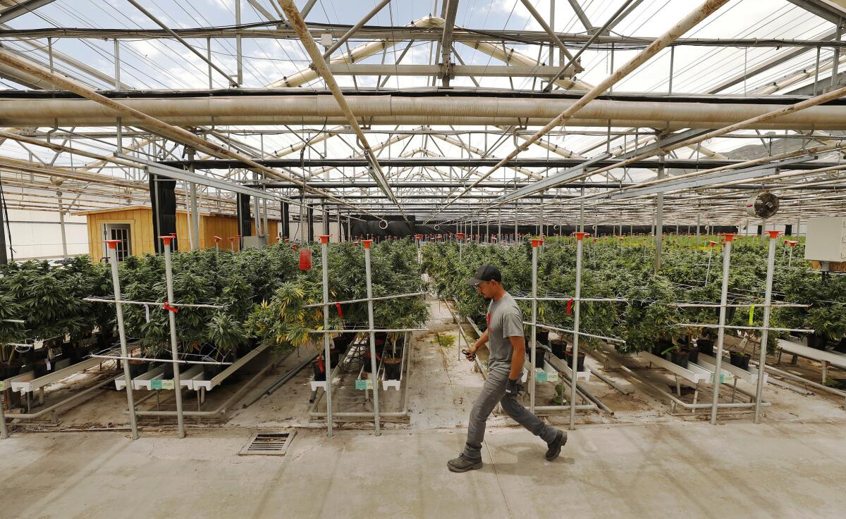 Balthazar Martinez working with marijuana plants growing in a steel-frame greenhouse in Carpinteria.
