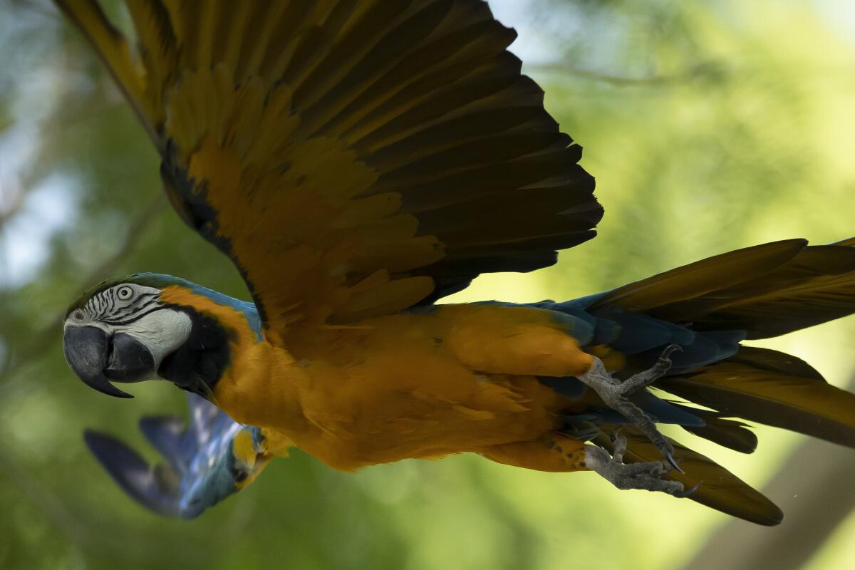 A blue-and-yellow macaw that zookeepers named Juliet flies outside the enclosure where macaws are kept at BioParque, in Rio de Janeiro, Brazil, Wednesday, May 5, 2021. Juliet is believed to be the only wild specimen left in the Brazilian city where the birds once flew far and wide. (AP Photo/Bruna Prado)
