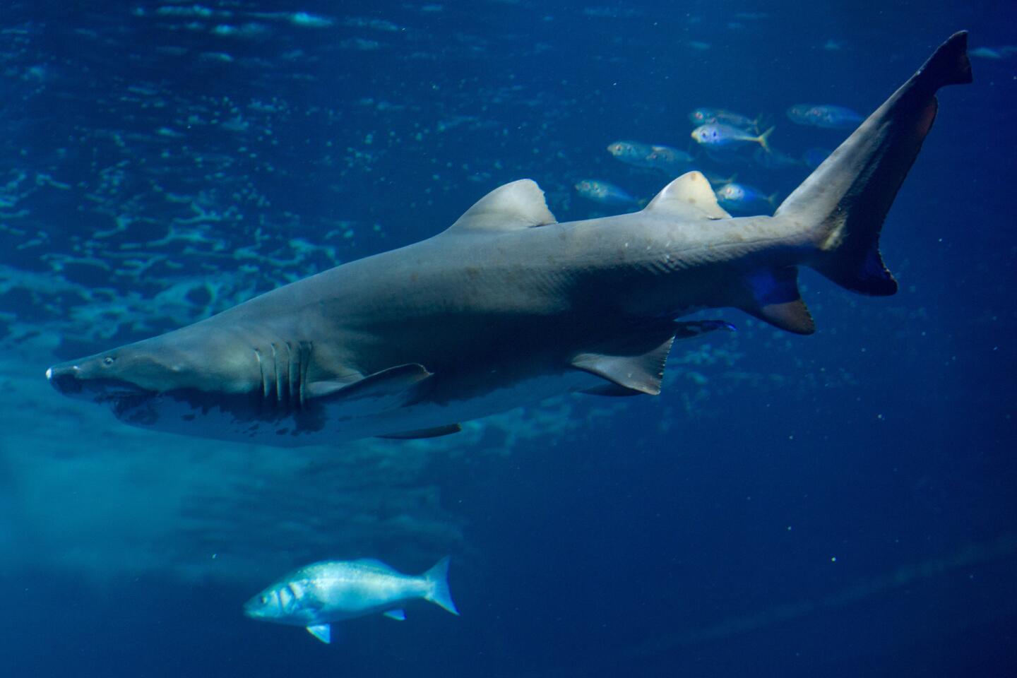 73 Shark On Fishing Line Stock Photos, High-Res Pictures, and