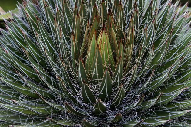 Park Nobel's cactus garden