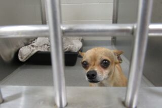 A dog at the El Cajon Animal Shelter awaits her forever home, possibly through this month's "Clear the Shelters" event.