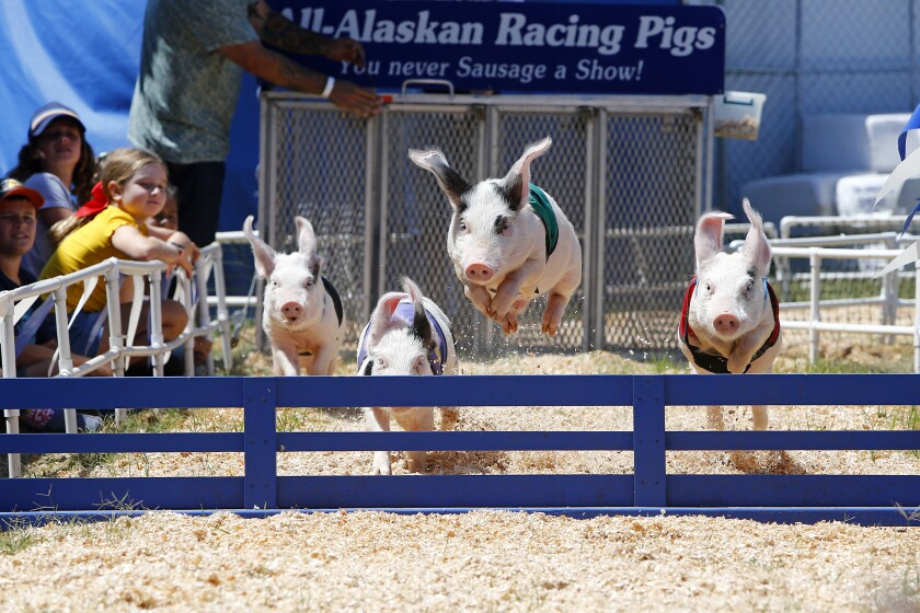 Racing pigs jump over a hurdle during an All-Alaskan Racing Pigs race at the Orange County Fair in 2021.