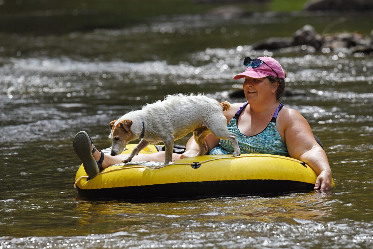 Forest Hill, Md.--August 19, 2019-- "Skampie" the dog from Rising Sun, Md., looks for a spot to slide off the inflatable tube into Deer Creek to cools off from the over 90 degree heat leaving Sally Warner alone on the tube at Rocks State Park.