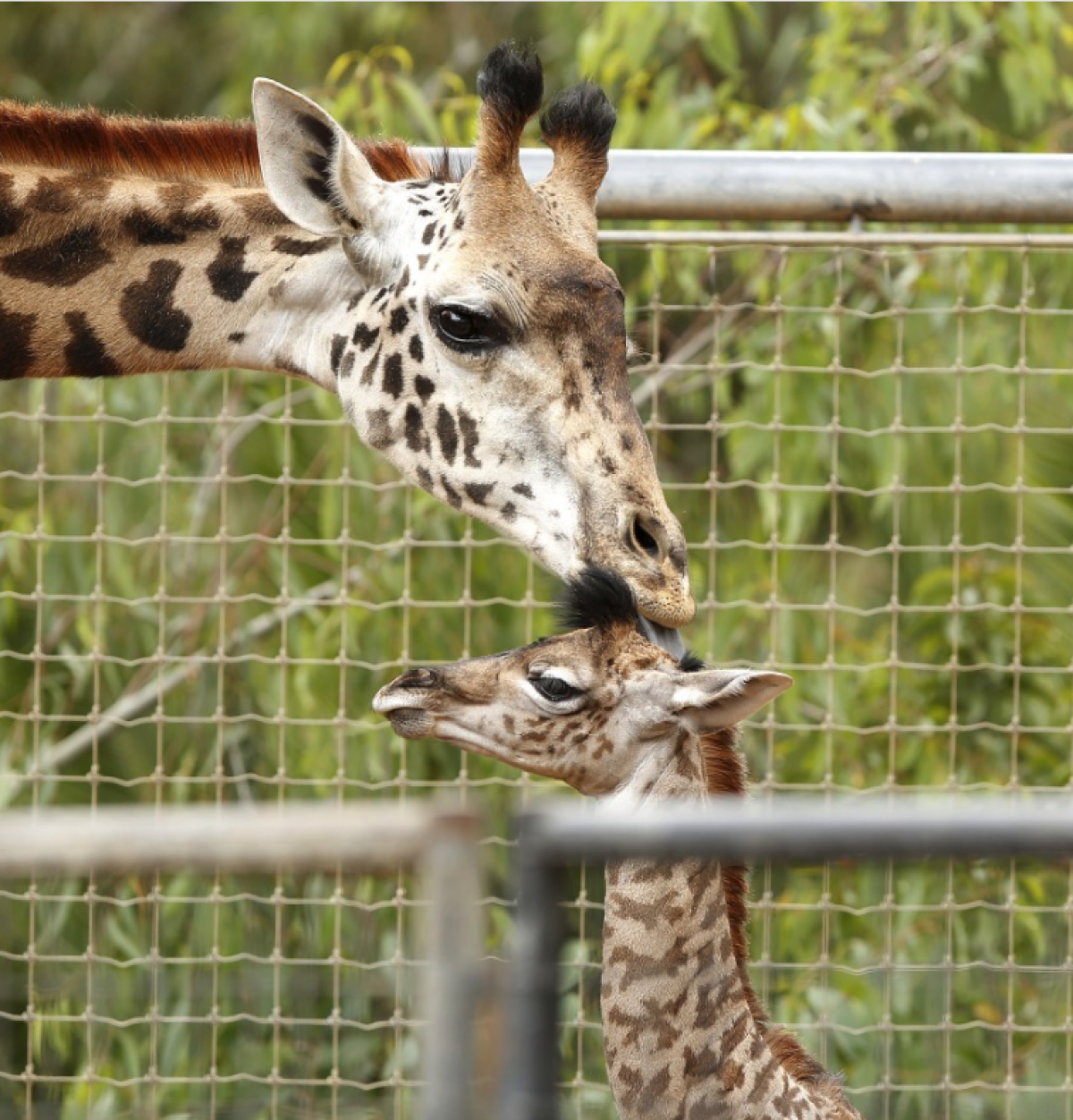 Una jirafa bebé recibe un beso de su madre Domibella