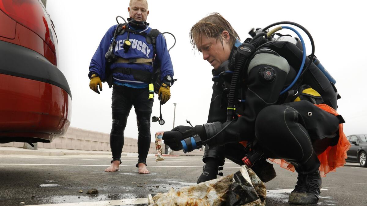 Dive instructor Ashley Arnold helps Rog Hanson with the seahorses. They also collect garbage on their dives. She carefully records each piece of garbage and reports it to online sites that use the information to help improve the environment.