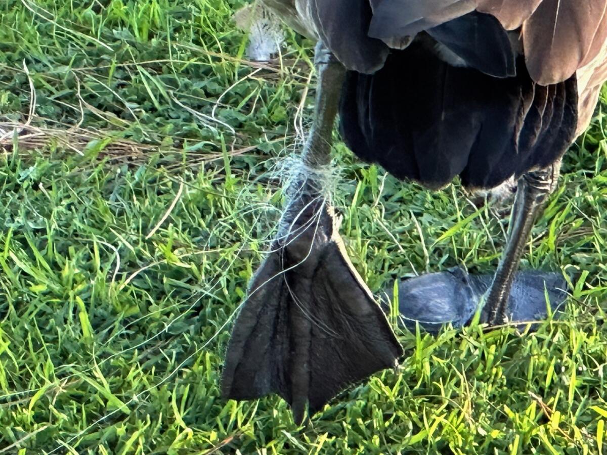 A duck seen at Mile Square Park with its foot wrapped in discarded fishing line. 