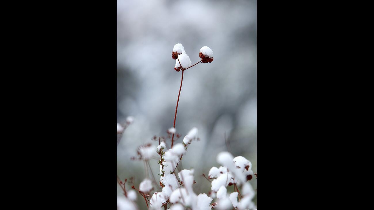 Photo Gallery: Recent cold front brings needed rain, snow to local mountains