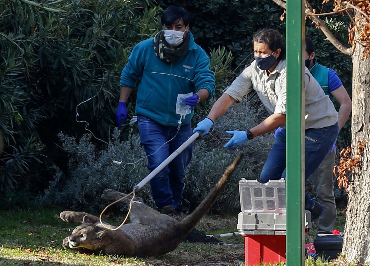 Animal control personnel capture a puma in the Lo Barnechea neighborhood, on the outskirts of Santiago, on August 19, 2020. 