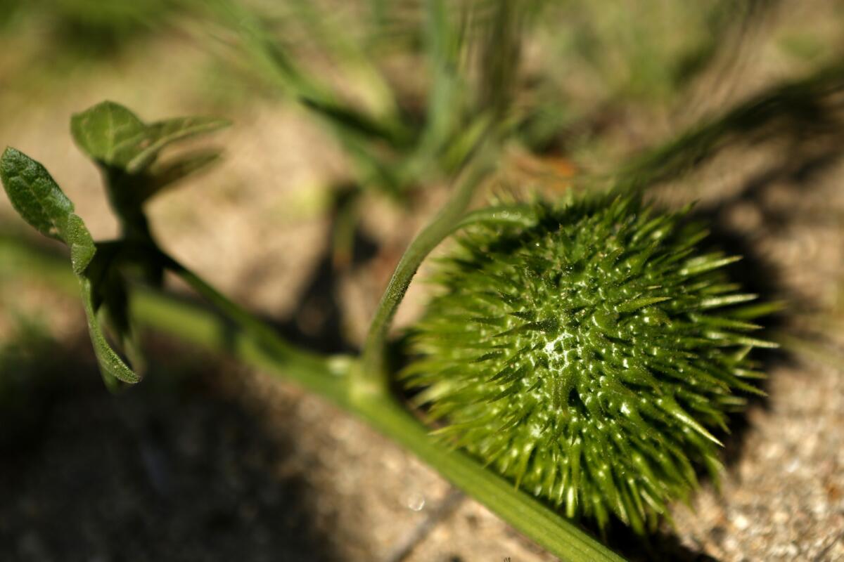 Fruit from a wild cucumber plant found during the native plant tour.