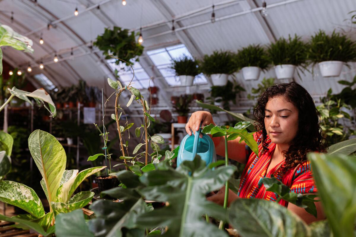Sandra Mejia waters the rare houseplants with filtered water inside the Plant Chica.
