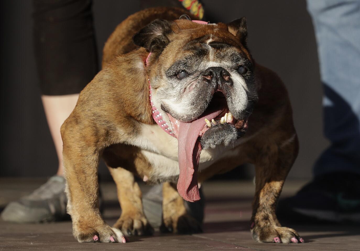 Zsa Zsa, an English Bulldog owned by Megan Brainard, stands onstage after being announced the winner of the World's Ugliest Dog Contest at the Sonoma-Marin Fair in Petaluma, Calif., June 23, 2018.