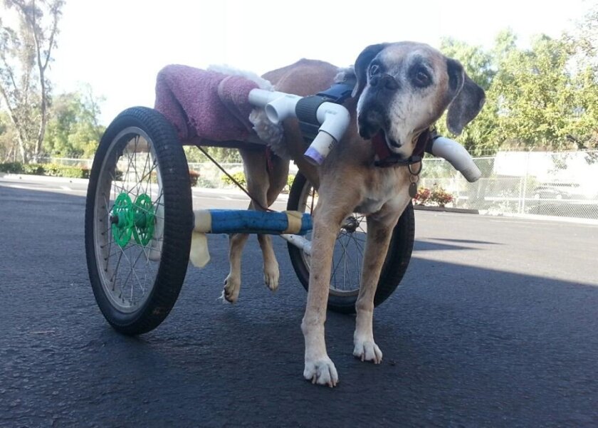 Homeless El Cajon Man And Mac The Boxer Show True Devotion The