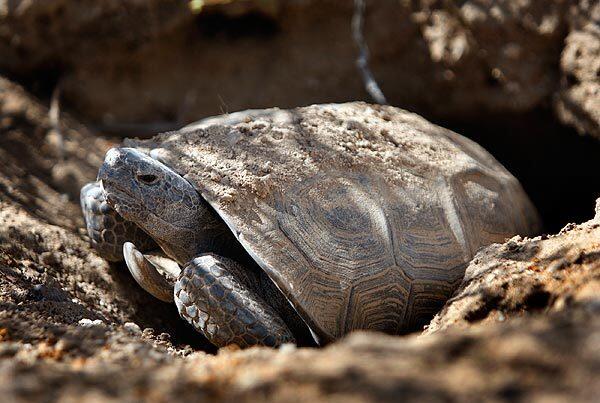 A California desert tortoise looks out of its burrow. See full story