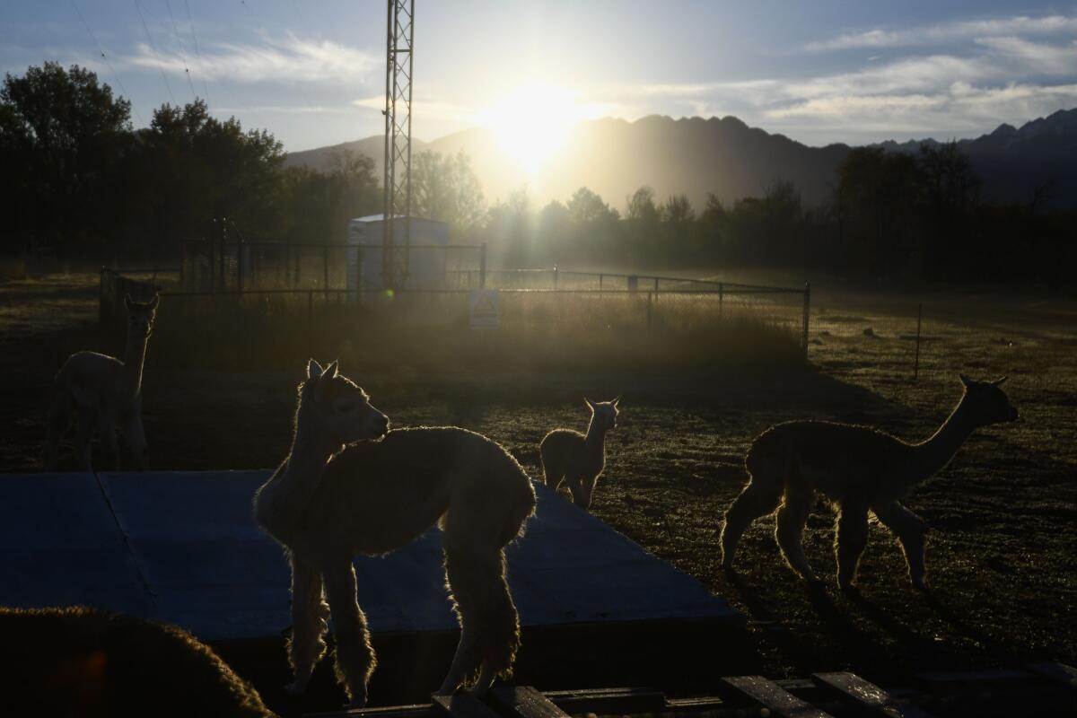 A group of alpacas grazes early one morning at the Roots Charter High School's farm on Oct. 24 in West Valley City, Utah.