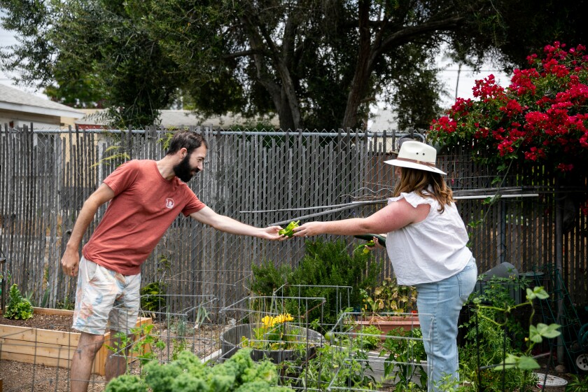 Jason Meyers and Danielle Nuzzo Meyers examine vegetables picked at Vera House Community Garden in Normal Heights.