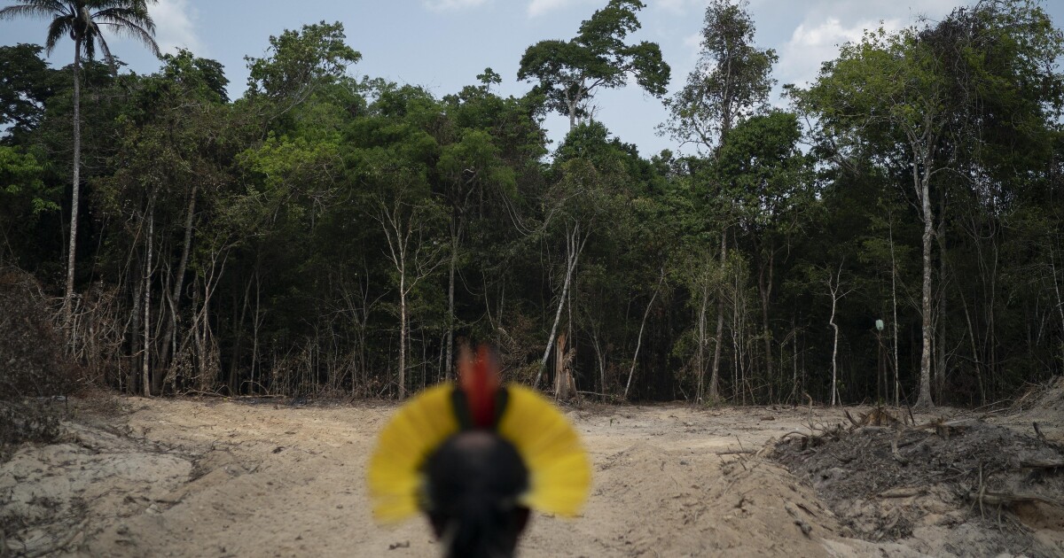 Floresta Amazônica brasileira bate recorde em abril