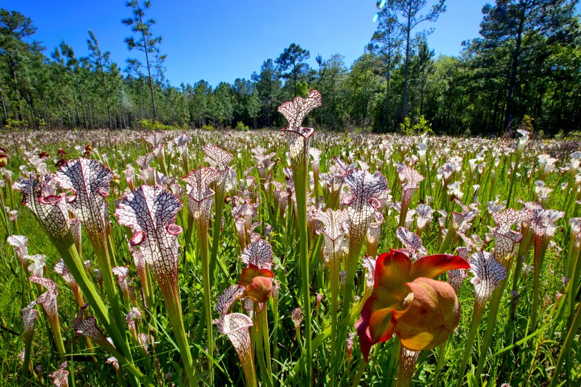 A field of pitcher plants in a bog in Alabama's Mobile River basin.