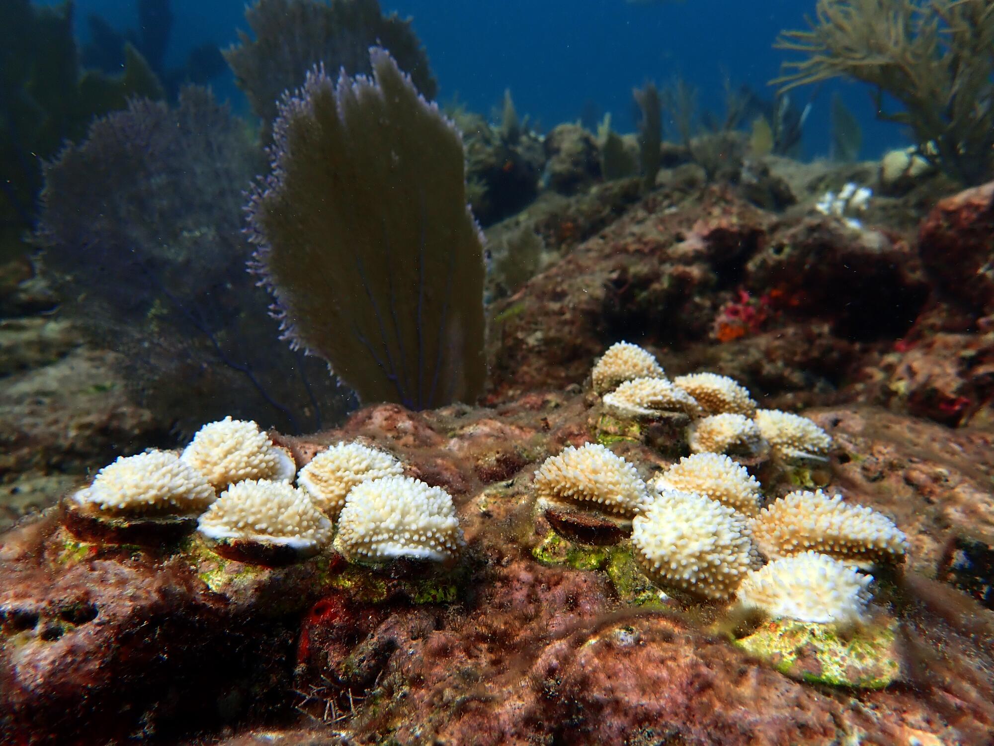 At Alligator Reef off the Florida Keys, transplanted elkhorn coral show signs of bleaching.