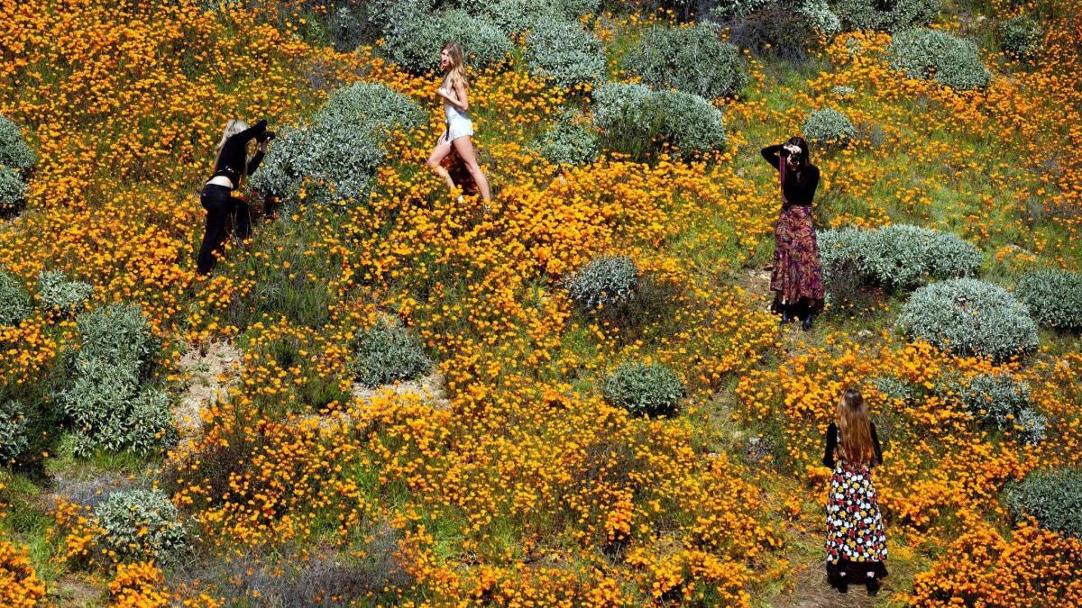 Visitors take pictures in the middle of a poppy field on a slope of Walker Canyon near Lake Elsinore. The heavy rains in California have boosted the "super bloom" of wild desert flowers.