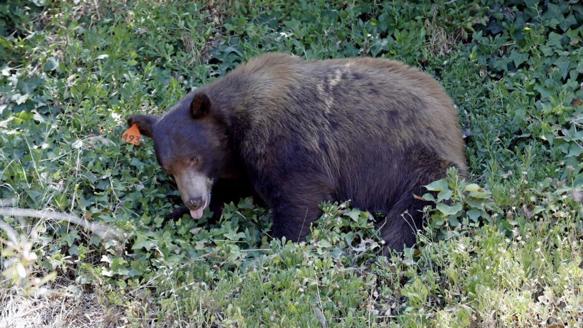 A man is being treated at a hospital after being mauled by a black bear that he wounded while hunting in Riverside County. Shown is a July file photo of a black bear that was tranquilized and captured by the Department of Fish and Wildlife at Bee Canyon Park in Granada Hills.