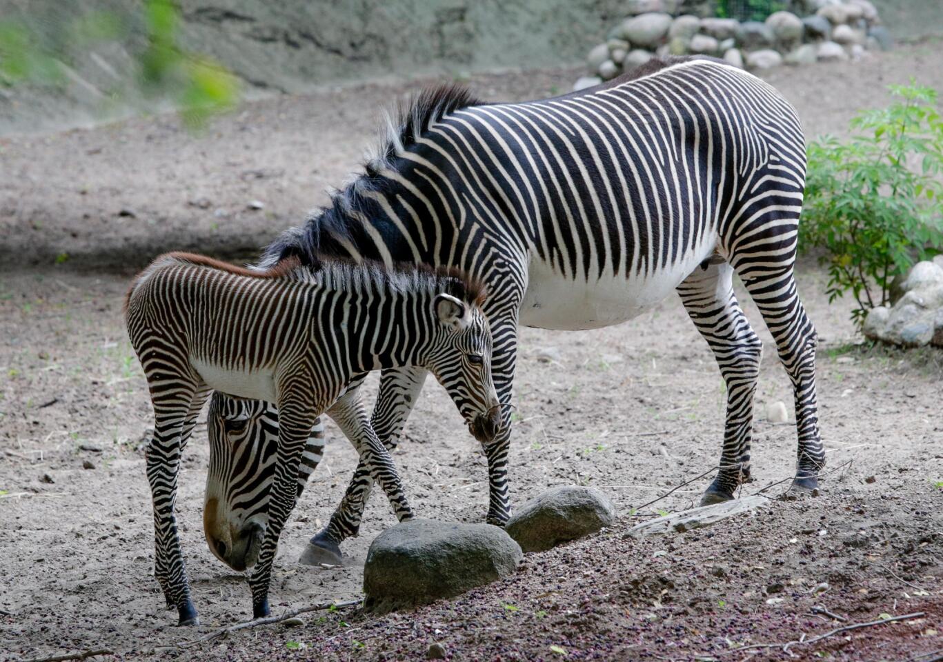 A 4-day-old Grevy's zebra stands with her mother, Adia, in their habitat at the Lincoln Park Zoo on June 22, 2016, in Chicago. The zebra is native to eastern Africa and is endangered in the wild because of hunting and habitat loss. Lincoln Park Zoo is part of a nationwide conservation effort to save the animals.