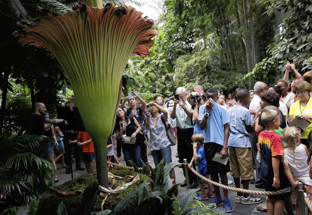 Visitors line up at the U.S. Botanic Garden to take in the "corpse flower," or titan arum, a giant bloom that emits the stench of rotten flesh. The plant flowers rarely and only for short times.