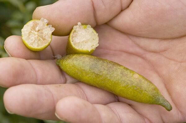 A closer look at finger limes