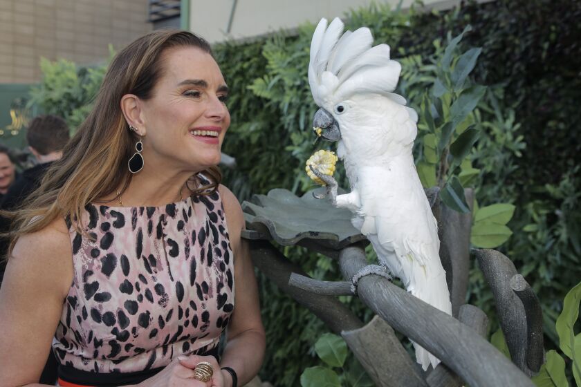 San Diego, CA - March 10: Brooke Shields visits an umbrella cockatoo at San Diego Zoo on Thursday, March 10, 2022 in San Diego, CA. (Bill Wechter / For The San Diego Union-Tribune)