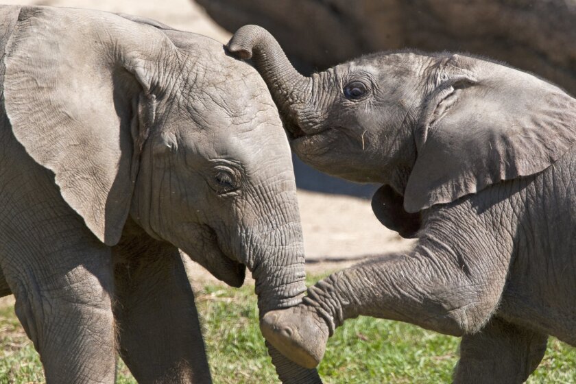 San Diego Safari Park elephants.