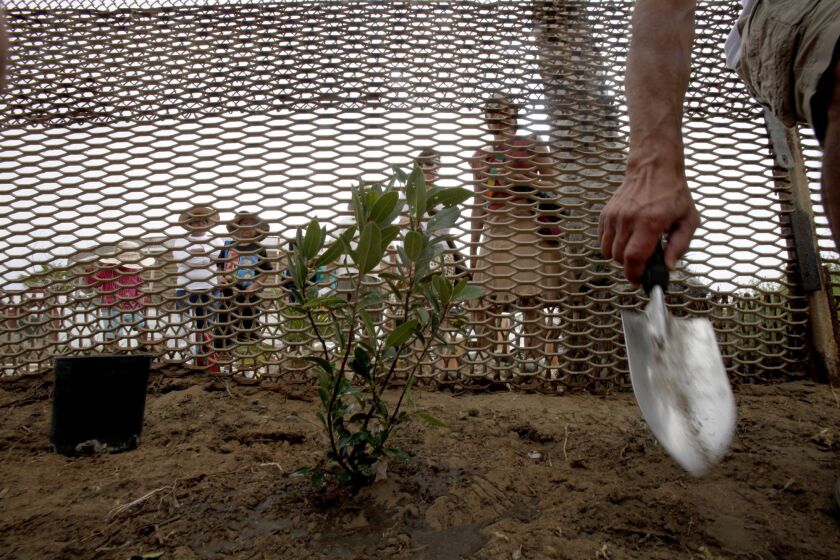 Miguel Martinez helps plant a tree at the Bi-National Friendship Garden, part of Friendship park on the San Ysidro border with Tijuana. The Friends of Friendship Park held an event to celebrate the 40th anniversary of the founding of the park and to advocate for more open access to the area.