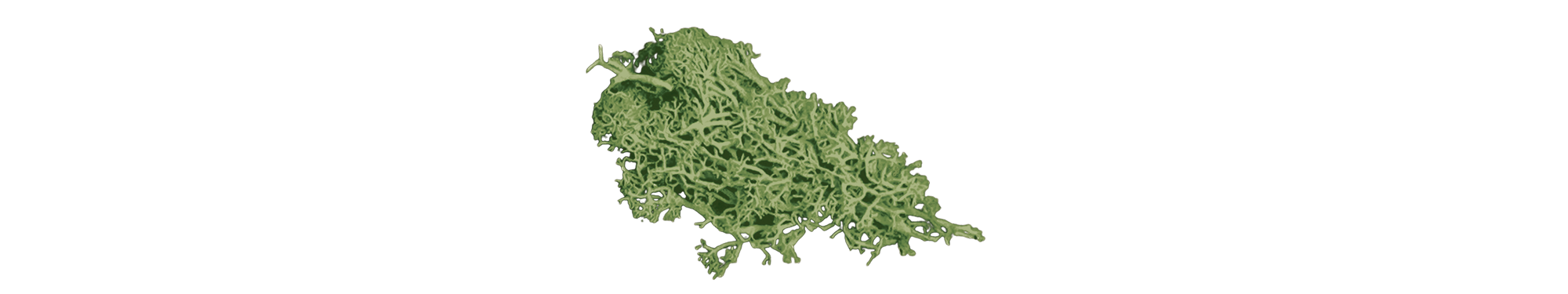 cutout of green sea moss