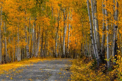 A photo of a scenic drive through colorful Aspen trees in Colorado.