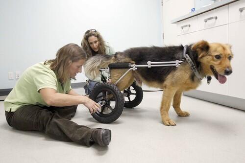 Amy Kramer, left, physical therapist and co-founder of the California Animal Rehabilitation in Santa Monica, helps Talia Botones dog, Mr. Love Jones, with his hind wheels.