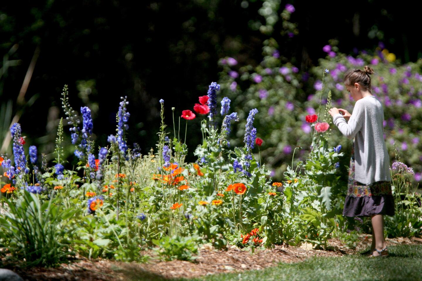 A young girl pauses to take a photo of blooming flowers on Earth Day, at Descanso Gardens in La Cañada Flintridge, on Friday, April 22, 2016. According to the website earthday.org, "The idea for a national day to focus on the environment came to Earth Day founder Gaylord Nelson, then a U.S. Senator from Wisconsin, after witnessing the ravages of the 1969 massive oil spill in Santa Barbara, California. Inspired by the student anti-war movement, he realized that if he could infuse that energy with an emerging public consciousness about air and water pollution, it would force environmental protection onto the national political agenda. Senator Nelson announced the idea for a Ònational teach-in on the environmentÓ to the national media; persuaded Pete McCloskey, a conservation-minded Republican Congressman, to serve as his co-chair; and recruited Denis Hayes from Harvard as national coordinator. Hayes built a national staff of 85 to promote events across the land. April 22, falling between Spring Break and Final Exams, was selected as the date. On April 22,1970, 20 million Americans took to the streets, parks, and auditoriums to demonstrate for a healthy, sustainable environment in massive coast-to-coast rallies. Thousands of colleges and universities organized protests against the deterioration of the environment. Groups that had been fighting against oil spills, polluting factories and power plants, raw sewage, toxic dumps, pesticides, freeways, the loss of wilderness, and the extinction of wildlife suddenly realized they shared common values."