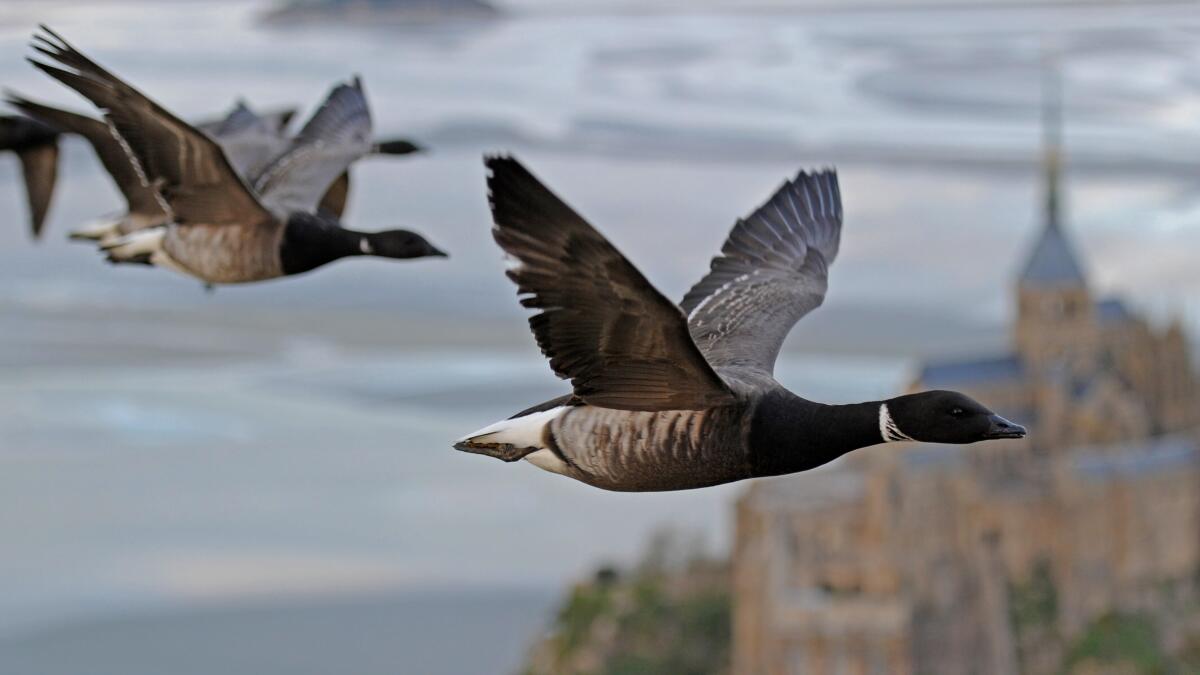 Brent geese fly over Mont-Saint-Michelle in "Earthflight" on BBC America.