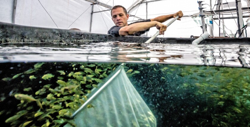 Hubbs-SeaWorld Research Institute researcher Kevin Stuart with yellowtail at the organization’s Mission Bay laboratory.