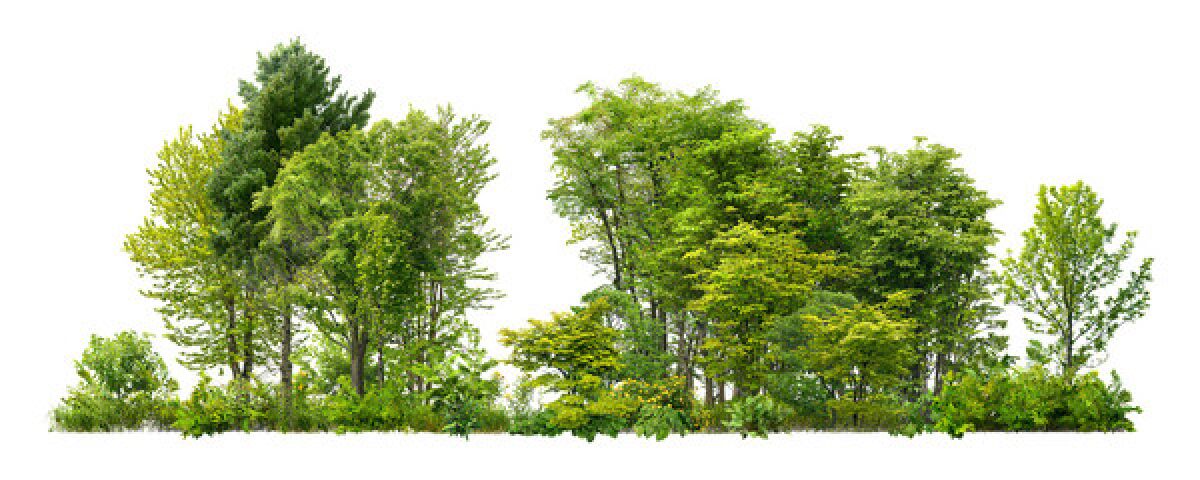 Stock photo of trees