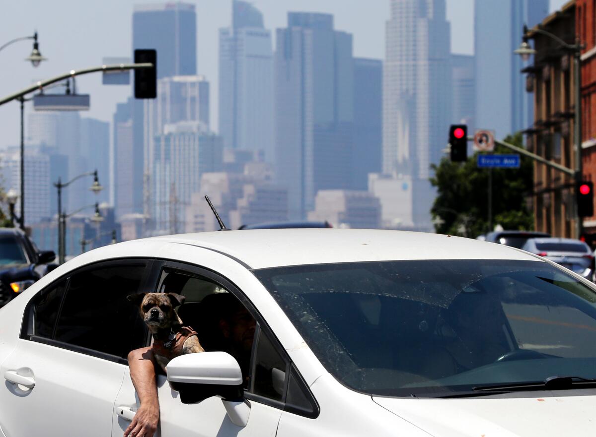 A dog sticks its head out of a car window while riding around Boyle Heights in July.