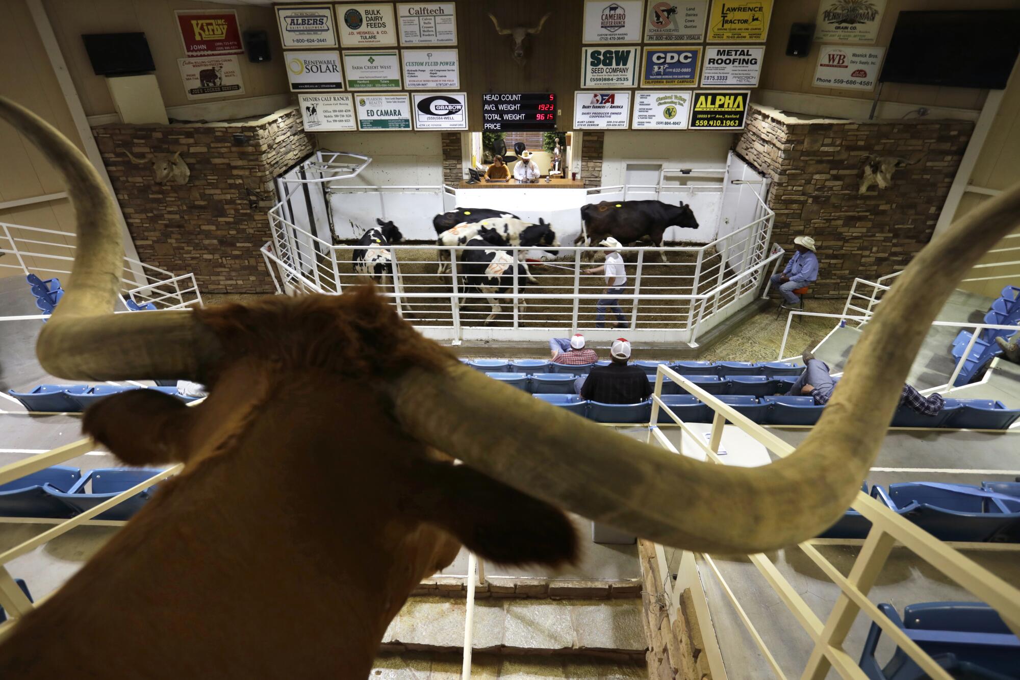 Auction at Overland Stock Yard