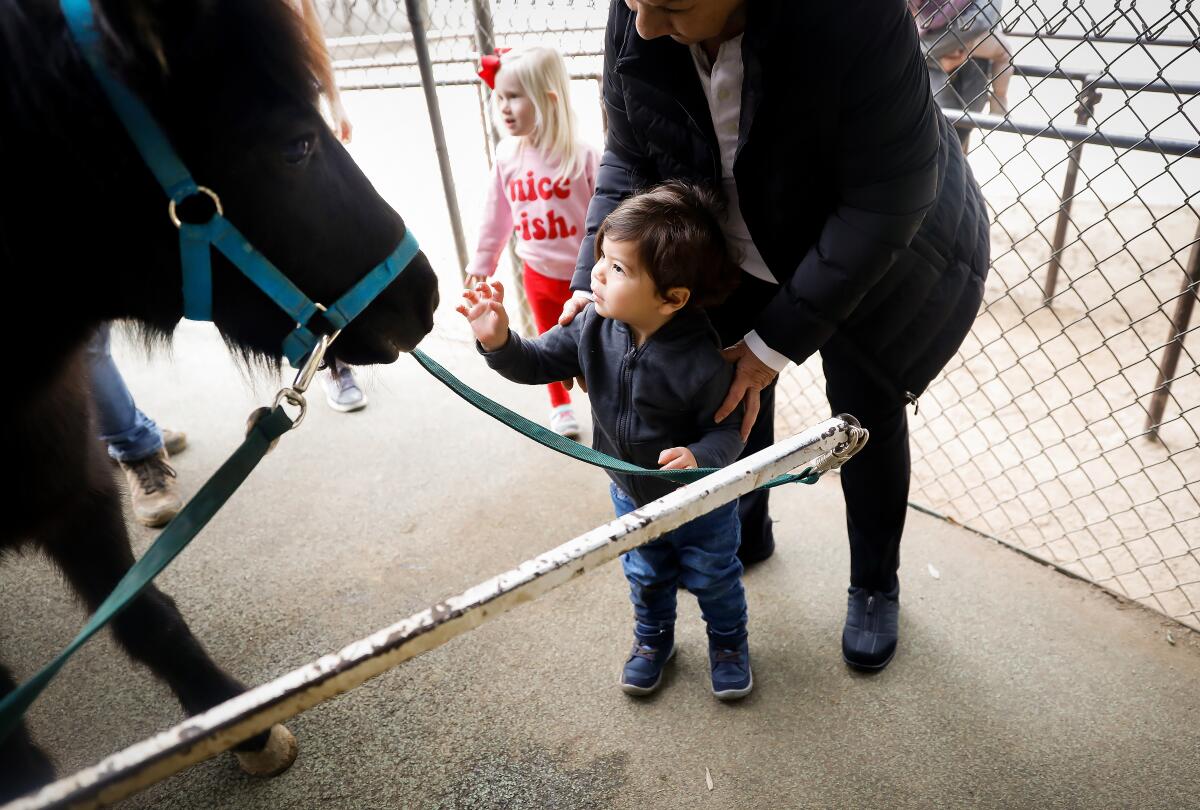 A toddler reaches up to a harnessed pony.