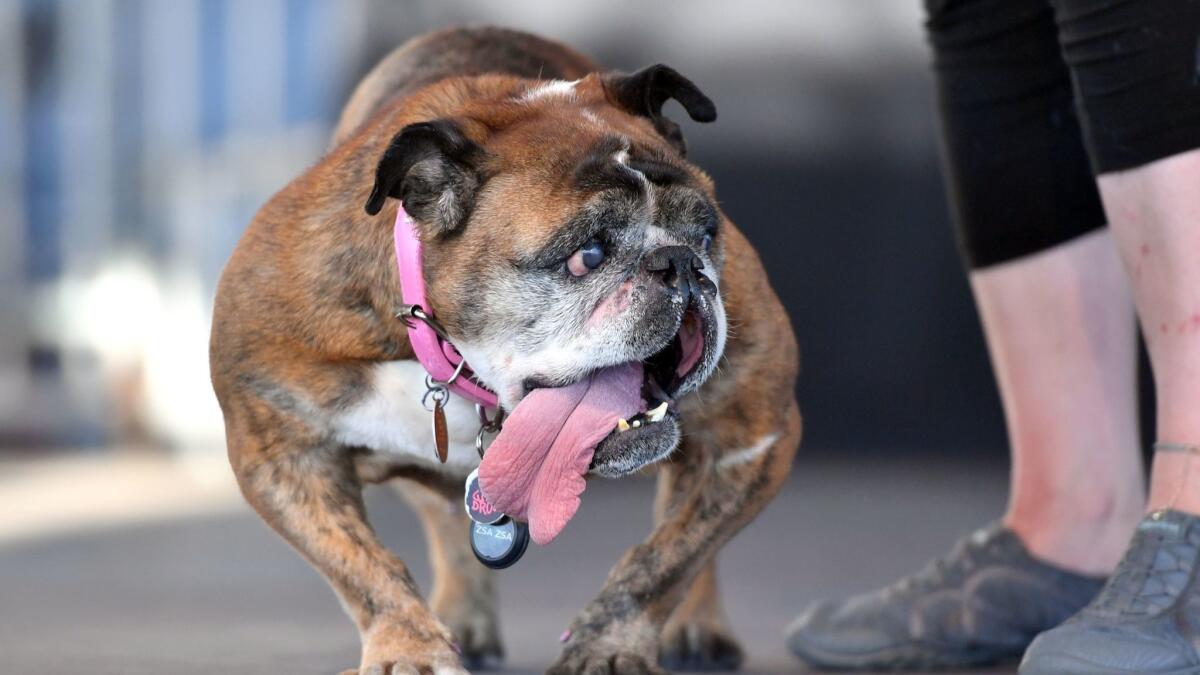 Zsa Zsa takes the stage during the World's Ugliest Dog Competition in Petaluma, north of San Francisco.