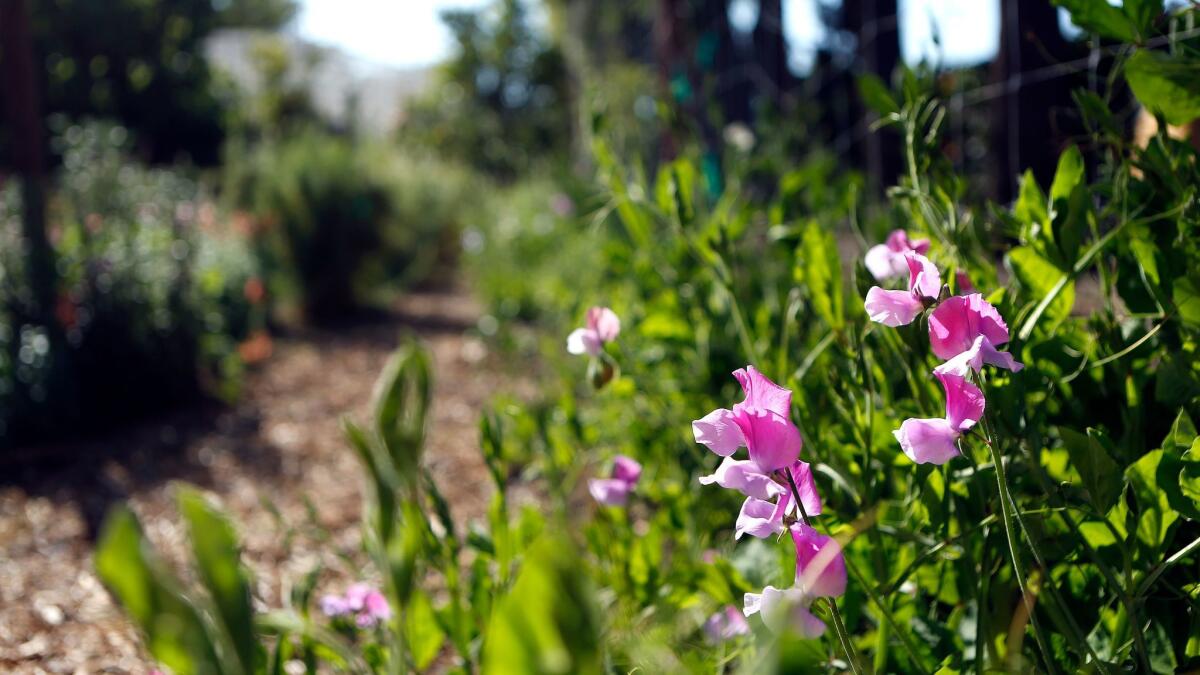 Fragrant sweet pea flowers are located in the garden of a home in Silver Lake.