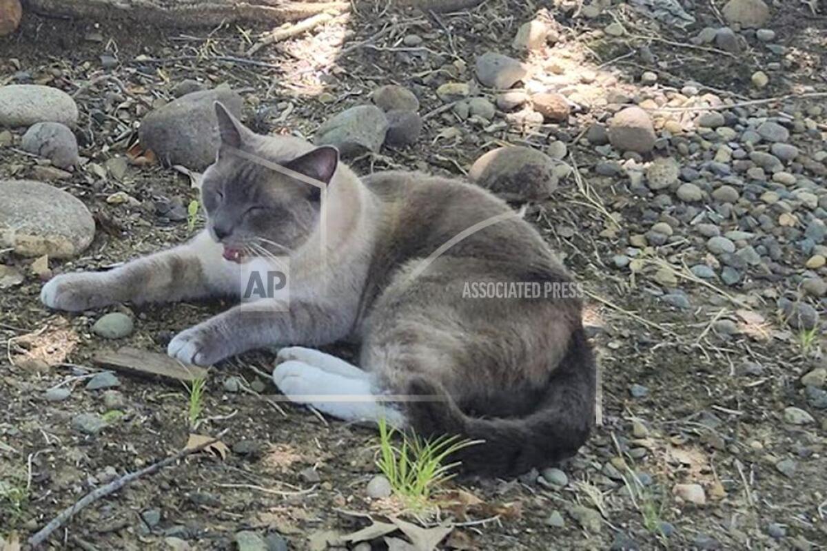 En esta fotografía, proporcionada por Alexandra Betts, puede verse al gato Rayne Beau